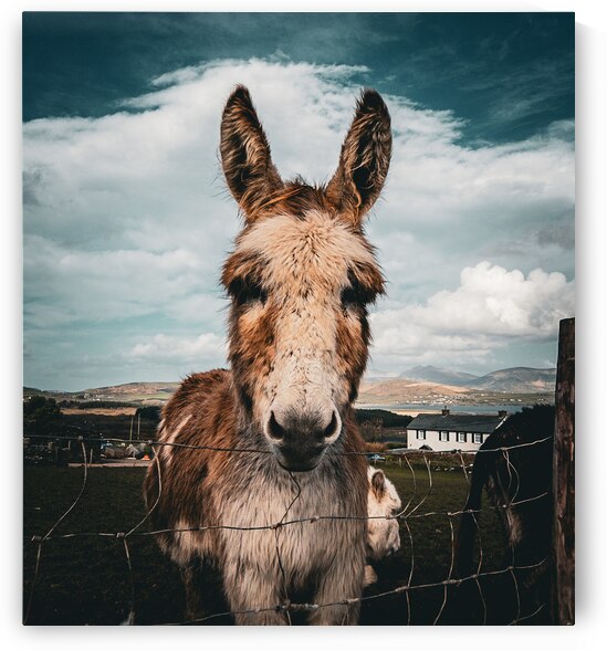 Faerie Circle II by Massey Original