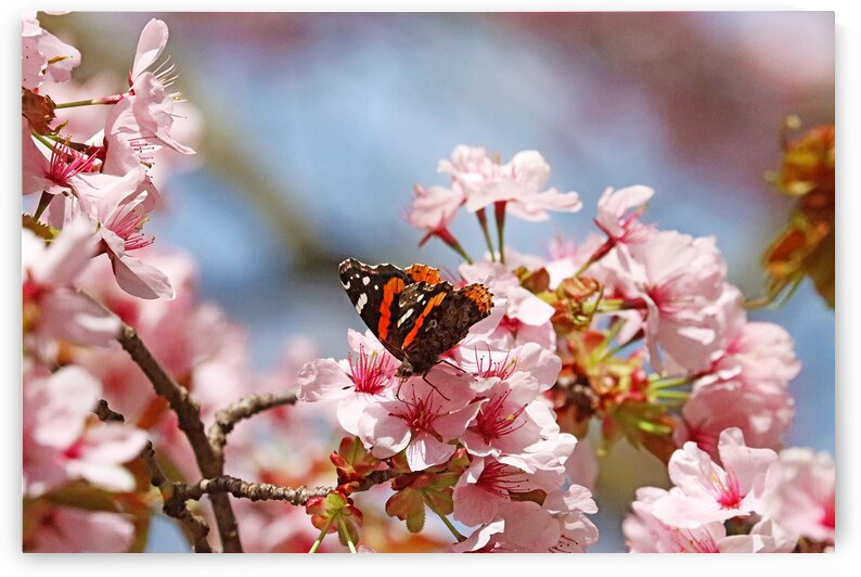 Red Admiral And Cherry Blossoms by Deb Oppermann