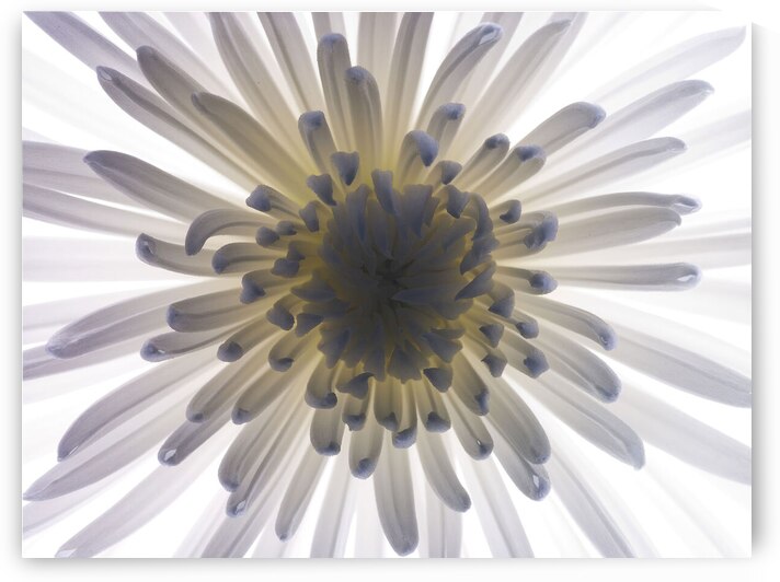 Chrysanthemums by Assaf Frank