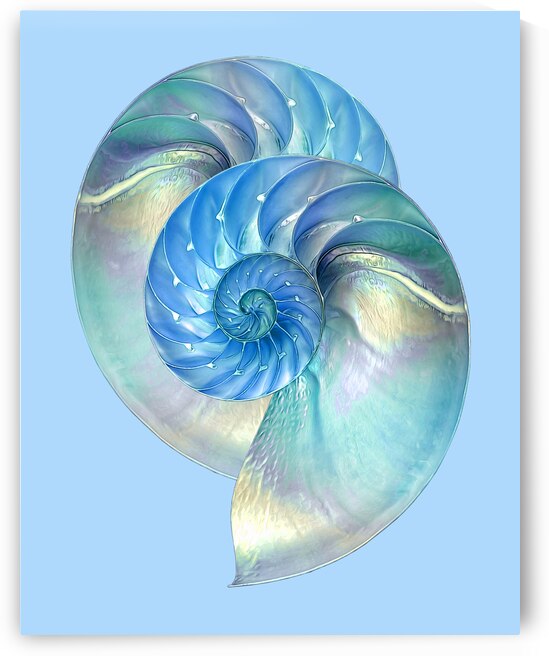 Blue Nautilus Pair by Gill Billington