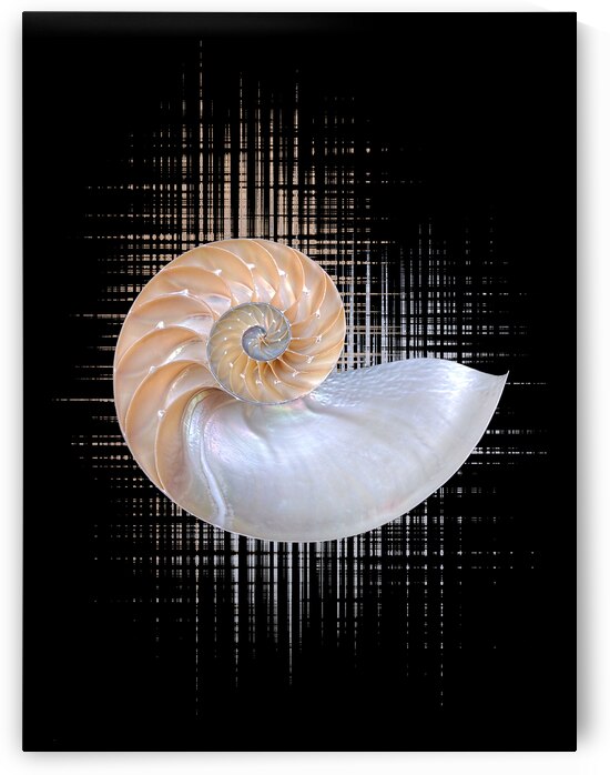 Nautilus Seashell Abstract Vertical by Gill Billington