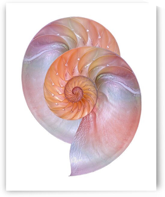Pink Nautilus Pair On White by Gill Billington