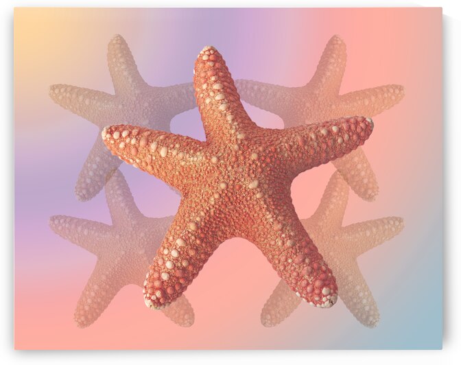 Sea Star Pastels by Gill Billington