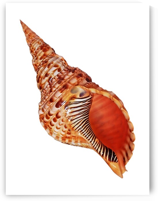Triton Shell On White Vertical by Gill Billington