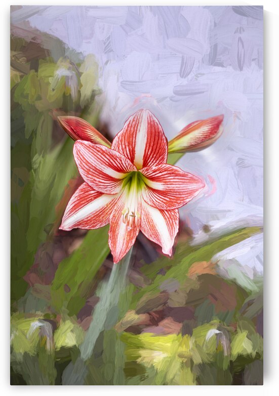 Sweet Lillian Amaryllis X1 1 by Rich Franco
