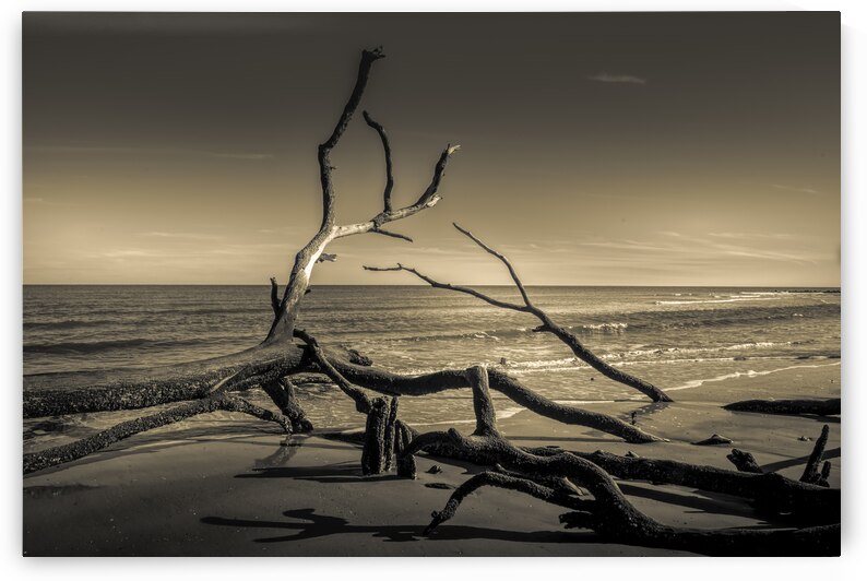Hunting Island Beach Driftwood Shadows by Norma Brandsberg Photography