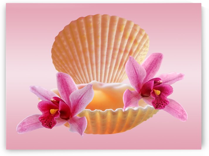Clam Shell with Pink Orchids by Gill Billington