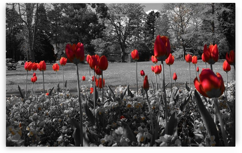 RED FLOWER by ahmed ramadan