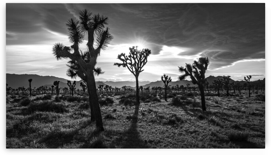 Joshua Trees | Black and White Desert Photo by Dutch Photographer