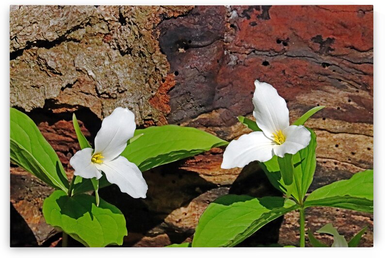 Trillium In The Woods by Deb Oppermann