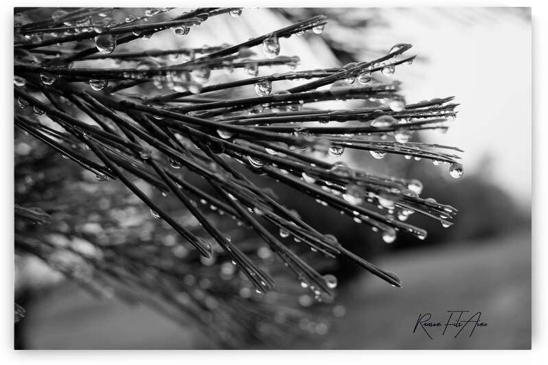 Wet pines by DomaraArtscape