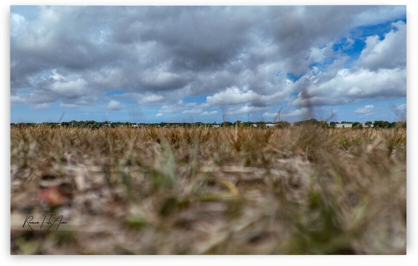 Celery field   by DomaraArtscape