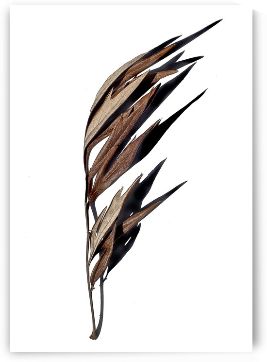 Quill by Riley Fine Art Photography