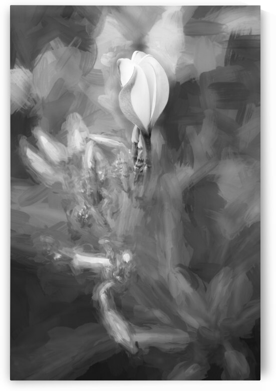 Plumeria Frangipani Hawaiian Flower X2 1 by Rich Franco