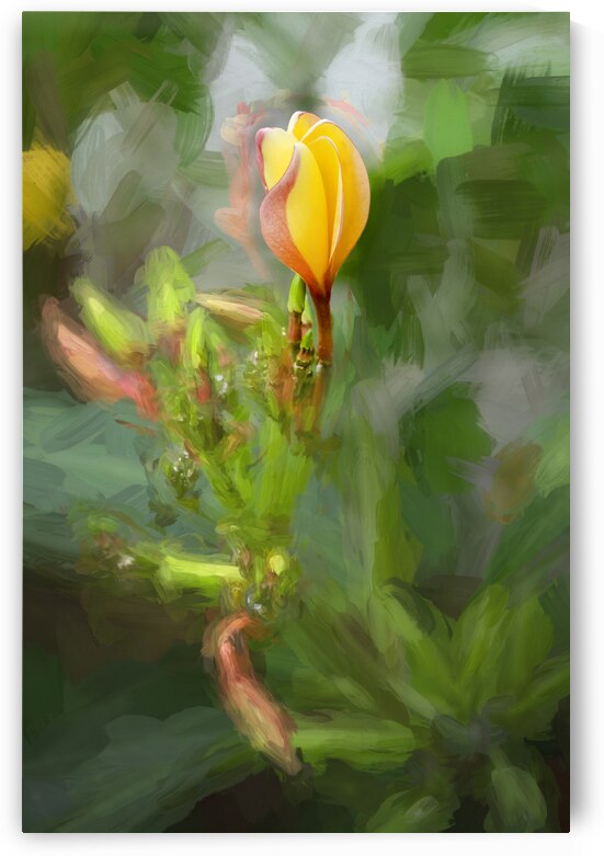 Plumeria Frangipani Hawaiian Flower X2 2 by Rich Franco