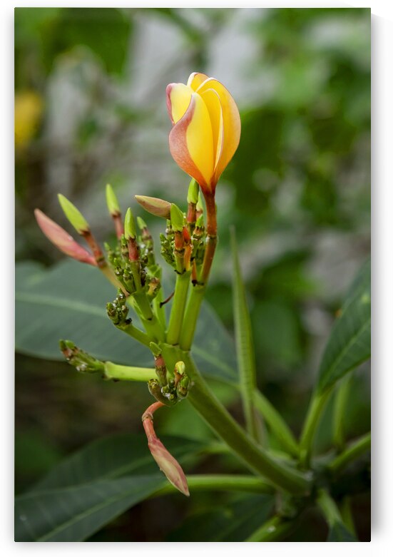 Plumeria Frangipani Hawaiian Flower X2 3 by Rich Franco