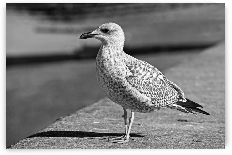 Daydreaming in Black and White by Gill Billington