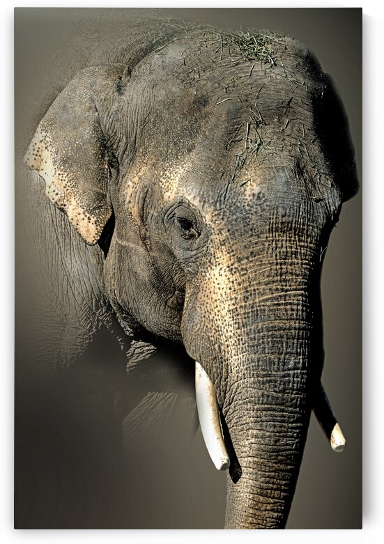 Enlarged  by B Zolle