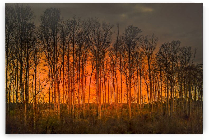 Georgia Forest Orange Sunset Silhouettes by Norma Brandsberg Photography