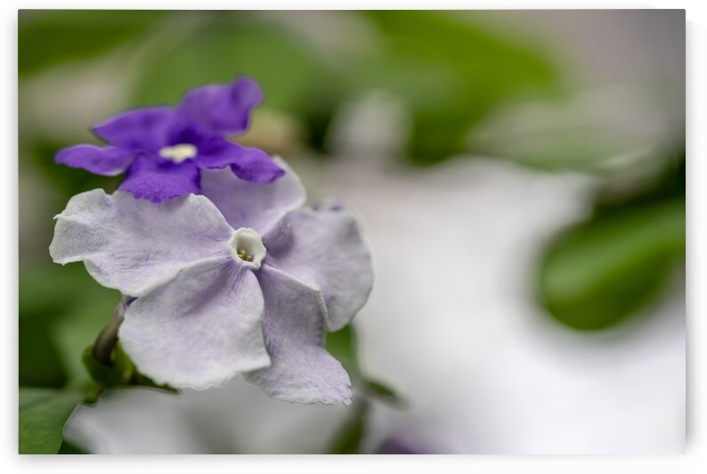 Mauve Melody 1 by Suzanne Bonin