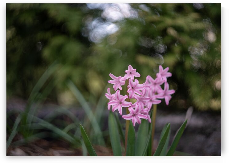 Pink Bliss by Suzanne Bonin