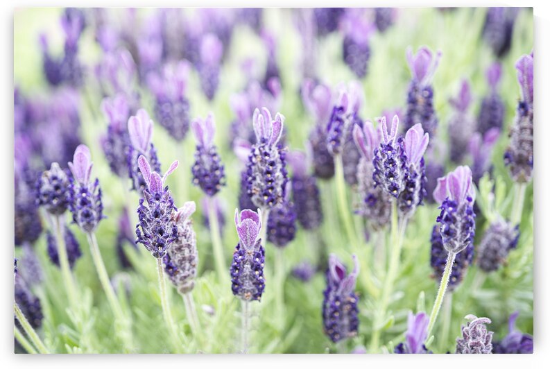 Rabbit Ears Lavender Field by Iris H Richardson
