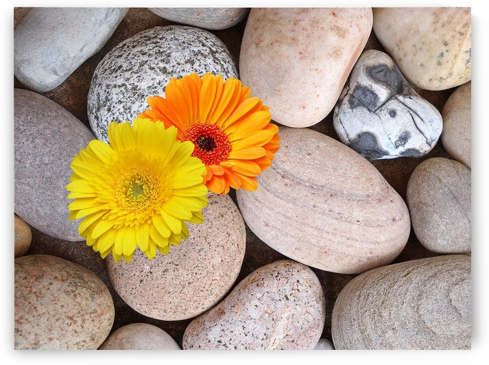 Sunshine Daisies and Pebbles On The Beach by Gill Billington