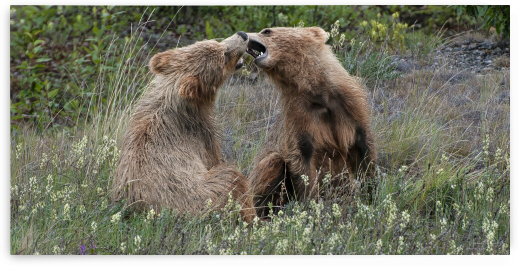 Grizzly Sibling Play MSP24011-01 by MICHAEL SCHMIDT PHOTOGRAPHY