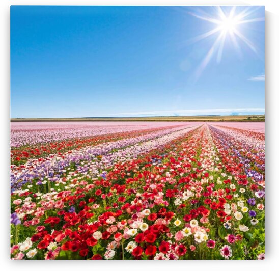 Un champ danemones by HENNI GHARBI