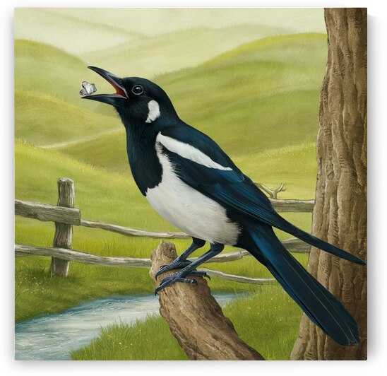 a beautifully illustrated bird possibly a magpie by Ahmad 80