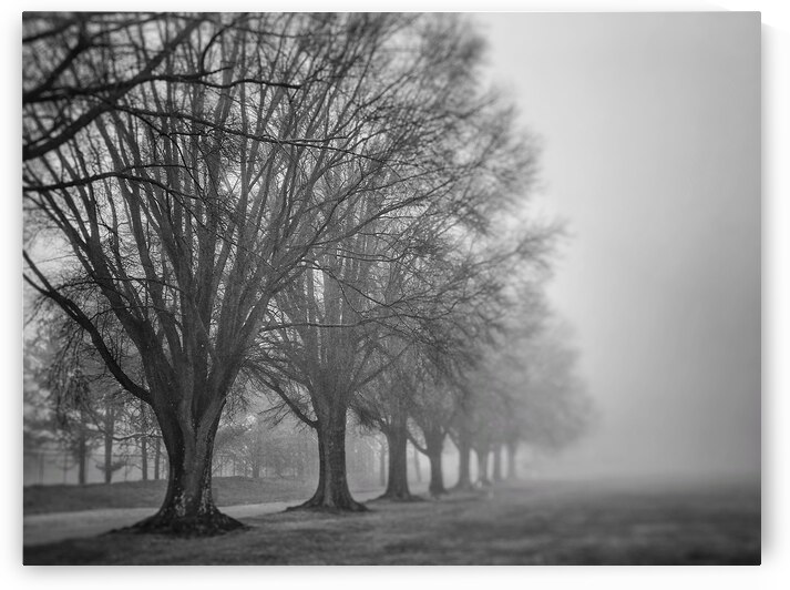 Trees in fog  by Ricky A Richardson 