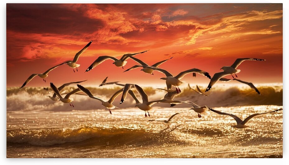 a stunning photograph of seagulls gracefully soar by Hidden codes