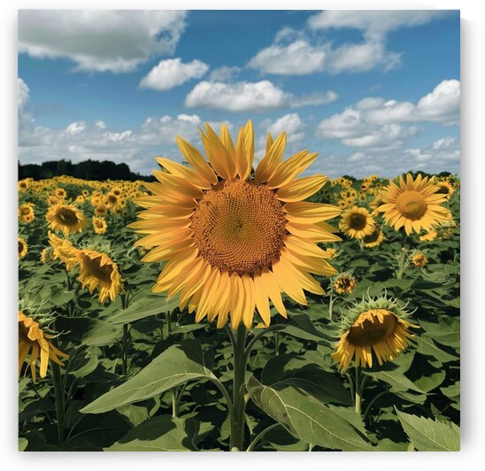 Summers Splendor: Sunflower Fields in Full Bloom by ANGELIC