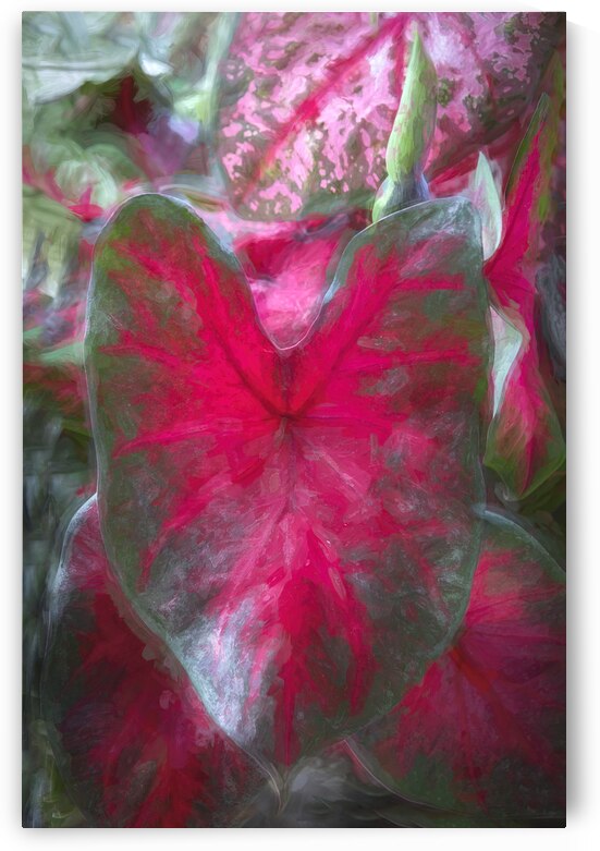 Red Caladium Plants Araceae  X100 by Rich Franco