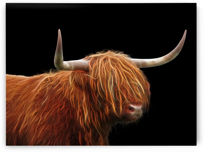 Bad Hair Day - Highland Cow on Black by Gill Billington