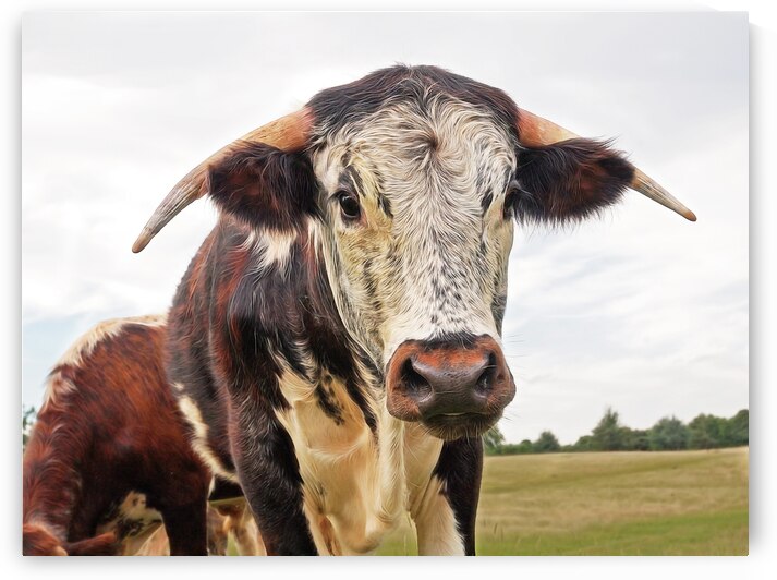 This is My Field by Gill Billington