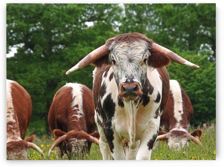 Im In Charge Here by Gill Billington