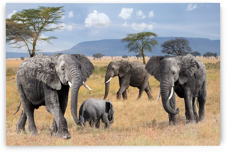 Elephant Family Wild and Free by Gill Billington