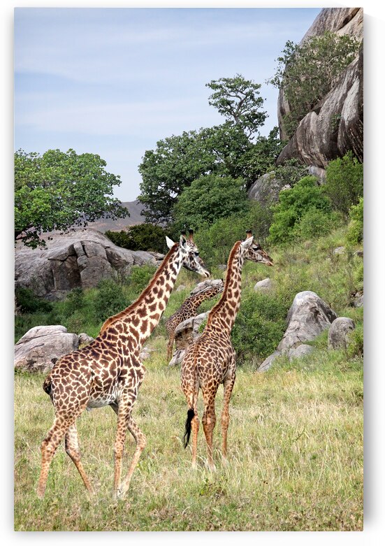 Giraffe Family in Africa by Gill Billington