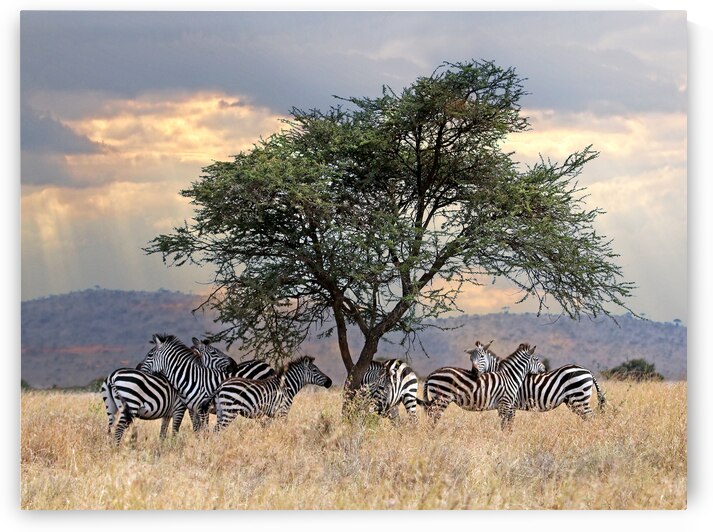 Zebra Under Tree in Africa by Gill Billington