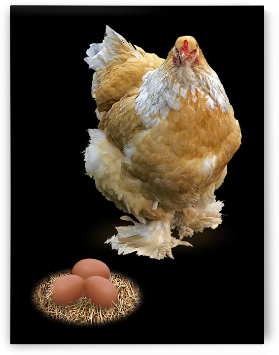Which Came First - Chicken or Egg by Gill Billington