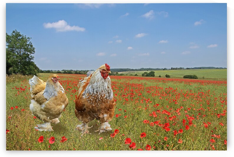 The Great Escape by Gill Billington