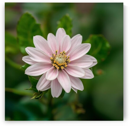 a serene peaceful and relaxing flowers q09ukAYJQs by 9 A8do 6