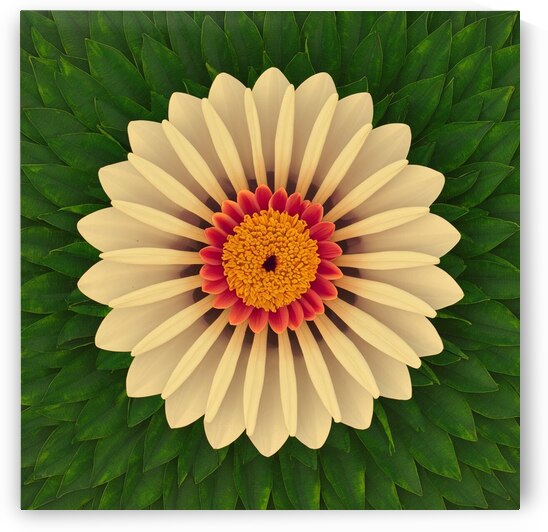 a serene peaceful and relaxing flower 3d view 0rW by 9 A8do 6