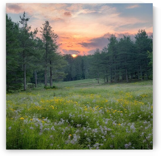 a serene flowers peaceful nature view IWeZwdO2RCS by 9 A8do 6