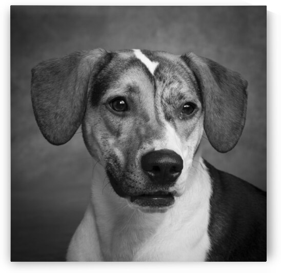 Close-up of mixed breed dog 208404 by Panoramic Images