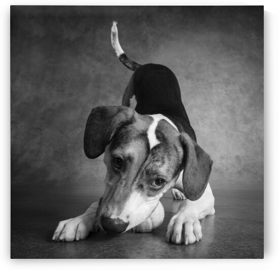 Studio shot of mixed breed dog playing with tennis ball 208420 by Panoramic Images