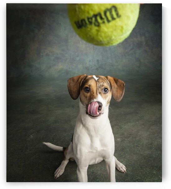 Studio shot of mixed breed dog playing with tennis ball 208415 by Panoramic Images