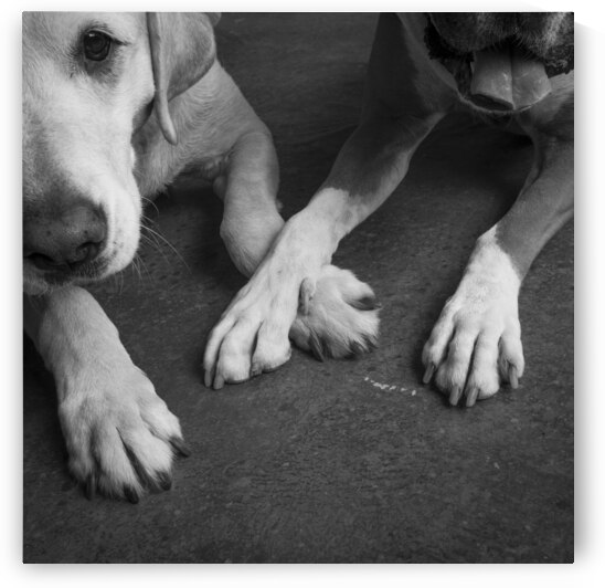 Studio portrait of Boxer and Golden Retriever Lab mix 208578 by Panoramic Images