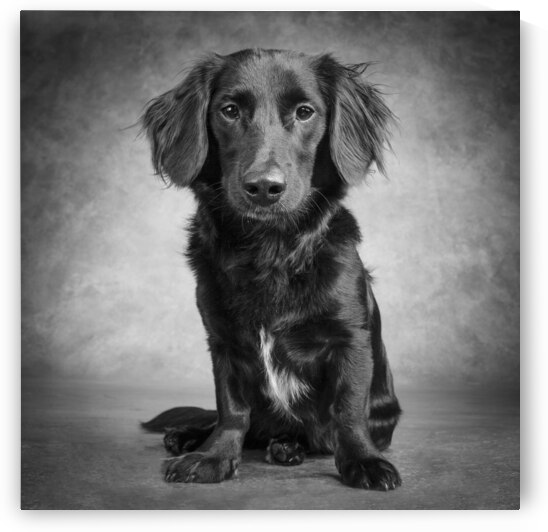 Studio portrait of mixed breed dog 208725 by Panoramic Images